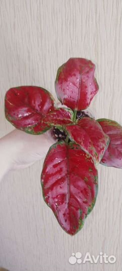 Аглаонема black maroon