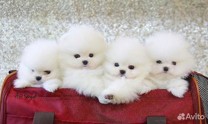 Белые Мишки, Шпиц