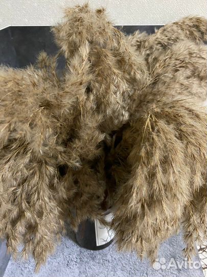 Пампасная трава