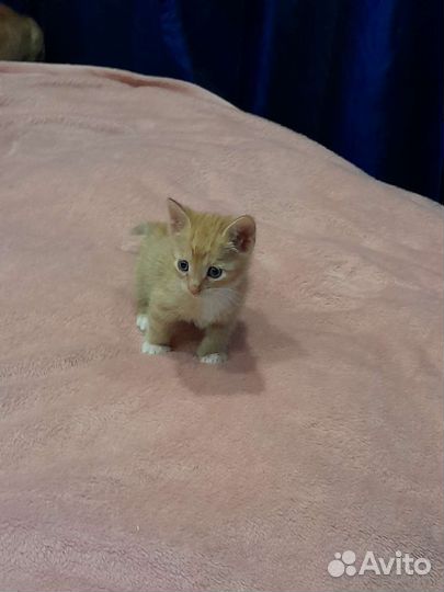 Котёнок