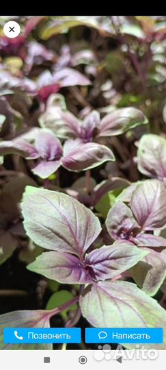 Рассада базилика