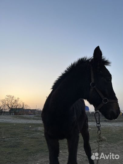 Карачаевский жеребец