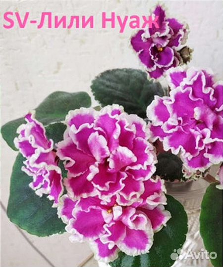 Фиалки стартеры