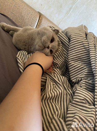 Отдам кошку