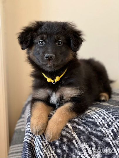 Щенки овчарки метисы черные в добрые руки