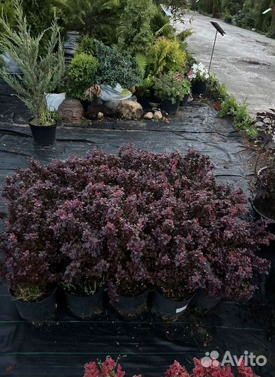 Декоративные растения