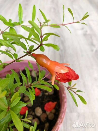 Гранат комнатный