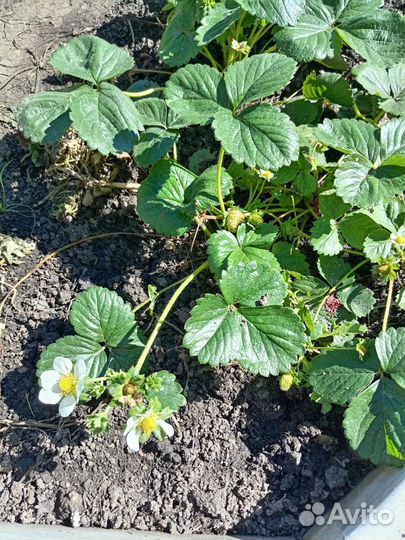 Виктория рассада