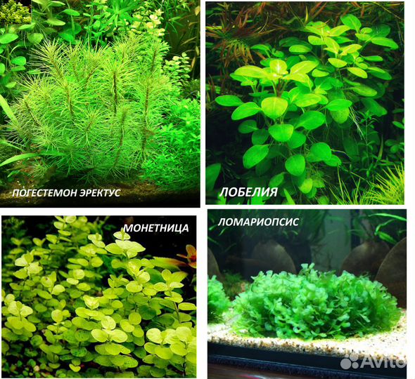 Аквариумные растения набор