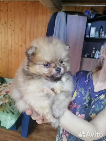 Померанские шпицы