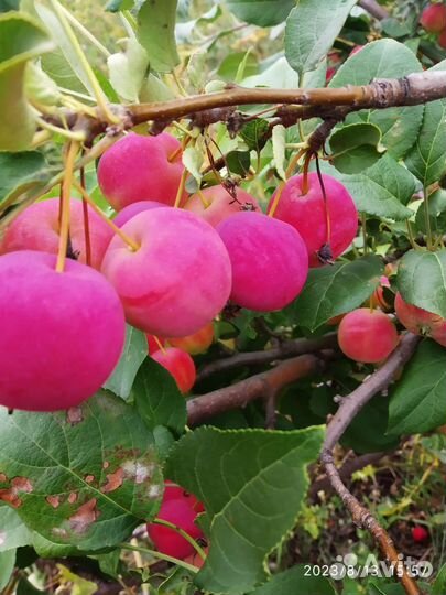 Ранетки на компот