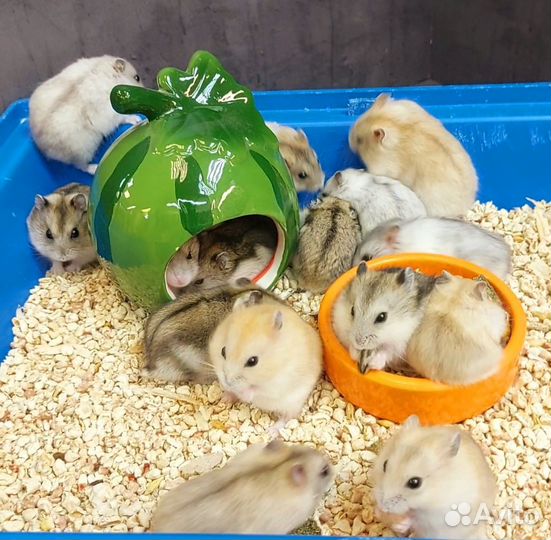 Джунгарские хомяки