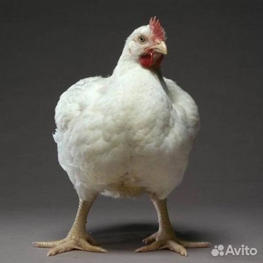 Суточные цыплята бройлера