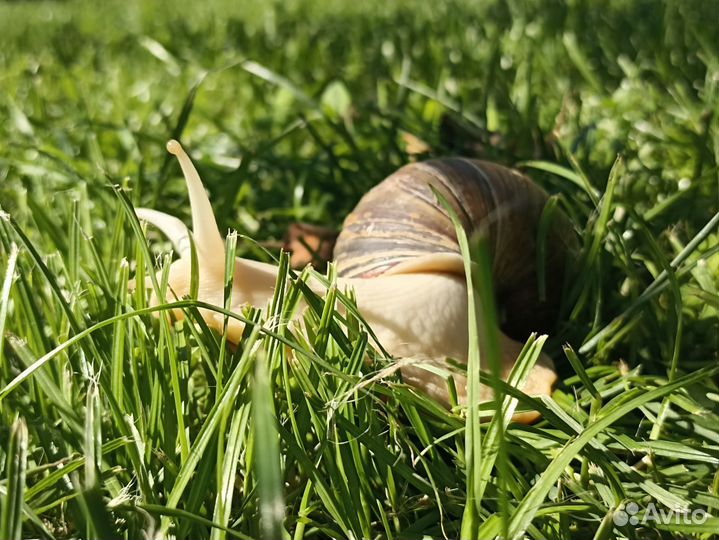 Улитка ахатина