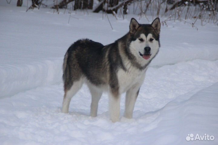 Аляскинский маламут шикарная девочка