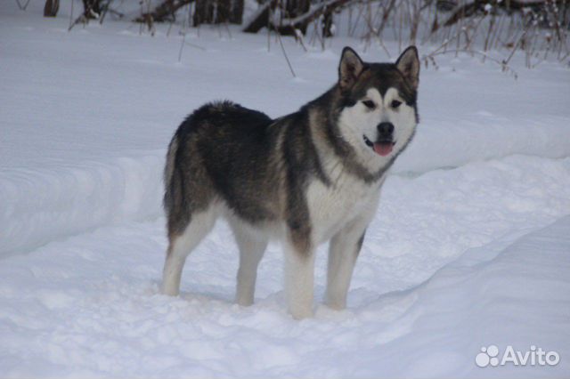 Аляскинский маламут шикарная девочка