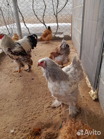 Инкубационное яйцо кур и индейки