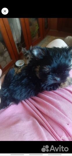 Щенки йорков