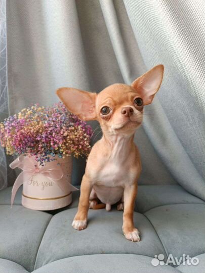 Щенки чихуахуа