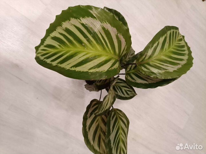 Калатея Пикок (Павлин)