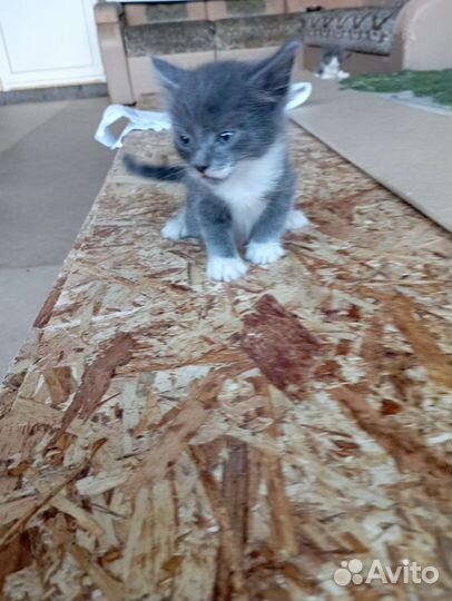 Отдам котят в добрые руки