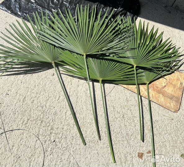Ветви пальмы финиковой и веерной