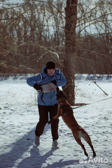 Дрессировка собак защитный раздел