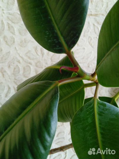 Фикус эластика большой в керамическом горшке