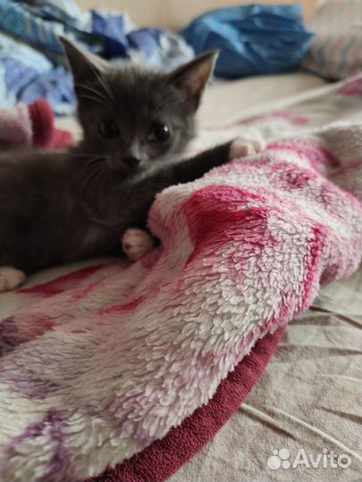 Кошки бесплатно