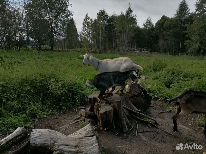 Козы и козлята англо-нубийские