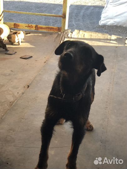 Охотничья норная