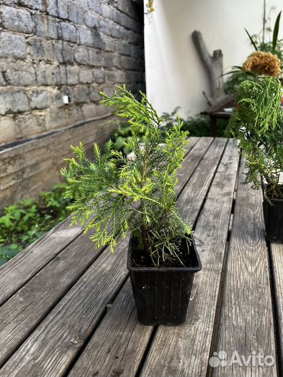 Можжевельник Грин Карпет саженцы хвойных