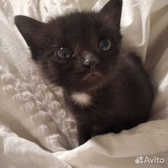 Кошка в дар бесплатно