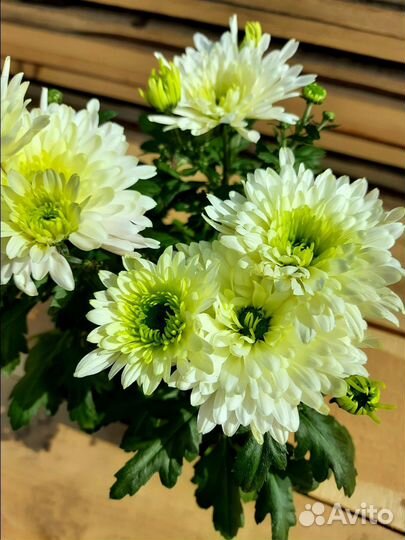 Хризантема