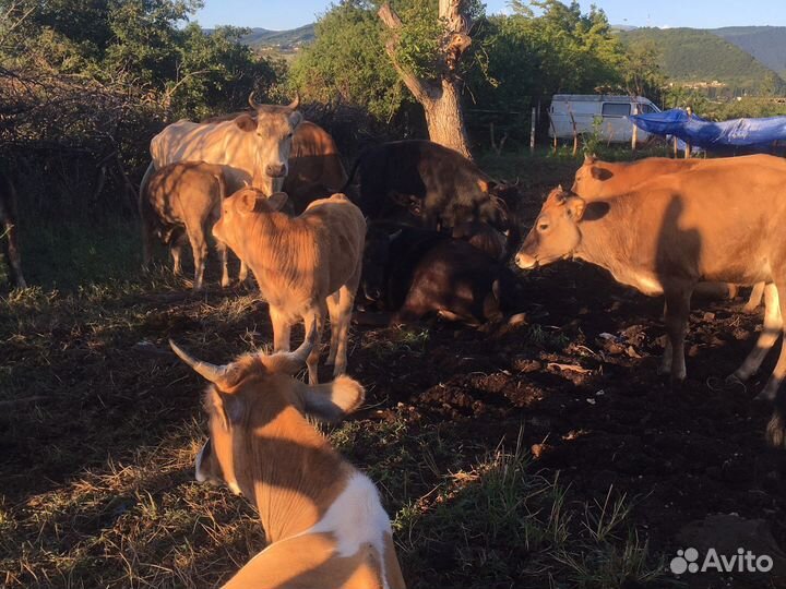 Продаю коров