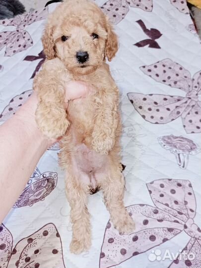 Той-пуделек девочка