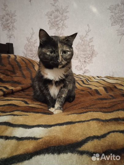 Кошка в дар