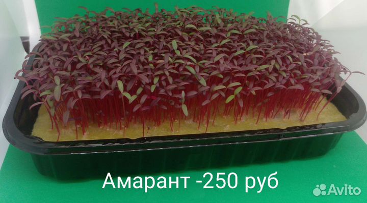 Микрозелень