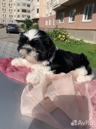 Щенки ши-тцу