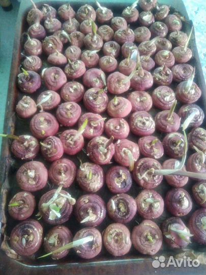 Луковица гладиолусы