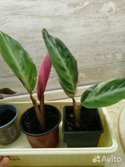 Строманта триколор