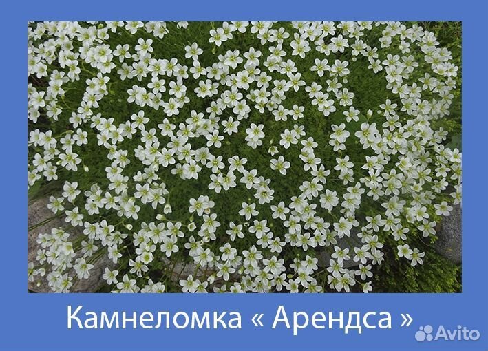 Многолетние садовые цветы