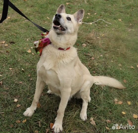 Собака хочет домой и хочет консервы