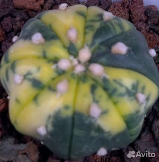 Кактусы редкие