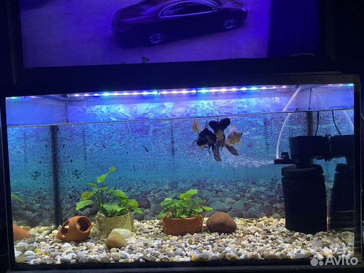 Аквариум с рыбками