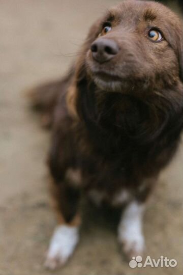 Низкорослая собака