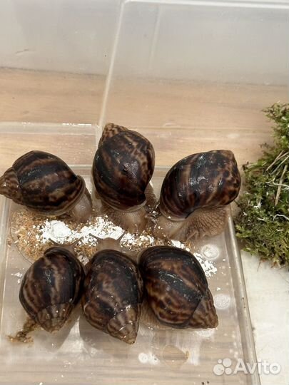 Улитка ахатин