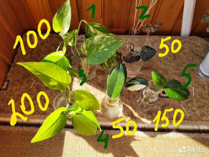 Черенки растений