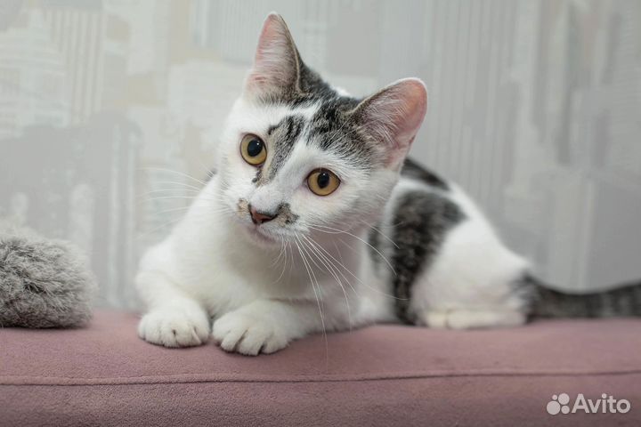 Котёночка - красавица