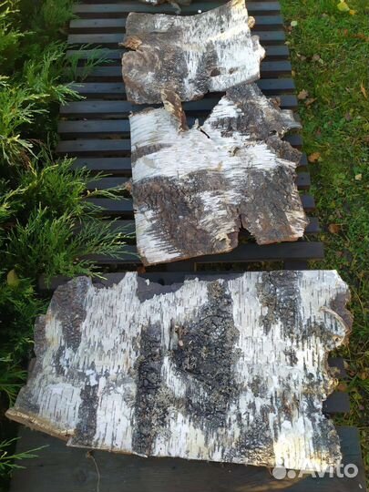 Кора березы. Береста